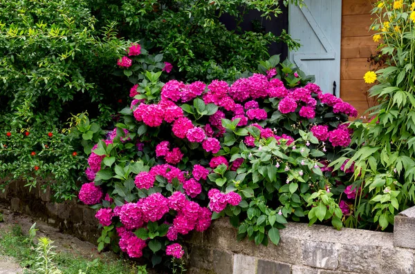 Bir çiçekli büyük, pembe ortanca (Hydrangea macrophylla) bir çiçek yatak yakın çekim yaz gününde büyür.