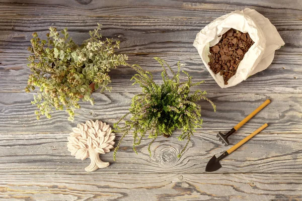 Zorg Transplantatie Van Planten Twee Nuttige Planten Calluna Vulgaris Origanum — Stockfoto