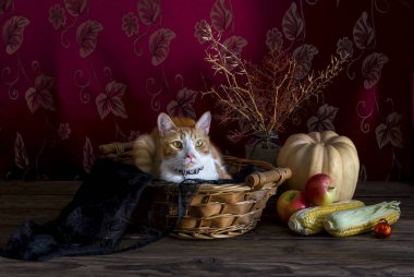 Halloween concept. Still Life with pumpkin, apples and cat in a wicker basket on wooden background close-up. clipart