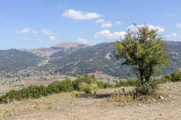 Solo Pera Silvestre Pyrus Communis Con Frutos Crece Cerca Del —  Fotos de Stock