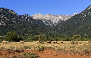 Bir güneşli yaz akşamı (Yunanistan, Peloponessus bir dağ çayır üzerinde otlatma koyun sürüsü).