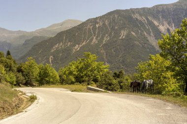 Güneşli yaz gününde (bölge Tzoumerka, Yunanistan, dağlar Pindos Dağları karayoluyla iki at otlatmak).