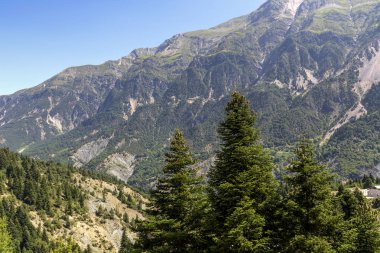 Büyük firs güneşli yaz gününde (bölge Tzoumerka, Yunanistan, dağlar Pindos Dağları yakın çekim büyür).