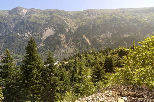 Les Grands Sapins Poussent Dans Les Montagnes Gros Plan Dans — Photo