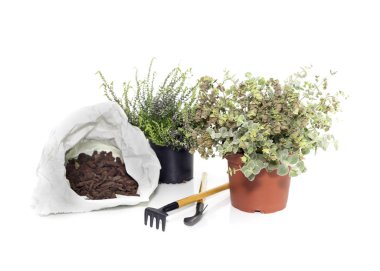 Bakım ve bitkilerin ekimi. İki yararlı bitkiler (Calluna vulgaris) ve (Origanum dictamnus) içinde beyaz bir arka plan üzerinde siyah ve kahverengi saksı yakın çekim.