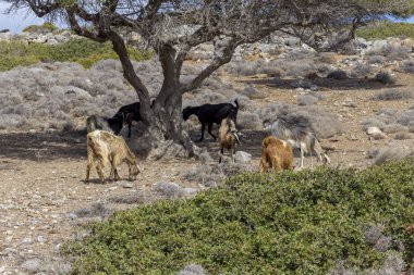 Güneşli bir günde (Lassithi alan, Island Girit, Yunanistan büyük bir ağaç altında dağlarda otlatma keçi)