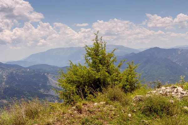 Αρκεύθου Juniperus Αναπτύσσεται Τον Κοντά Στην Άβυσσο Φόντο Βουνά Μια — Φωτογραφία Αρχείου