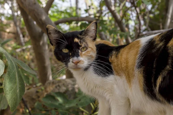 Three-colored, beautiful cat on an old stone wall close-up on an autumn day.