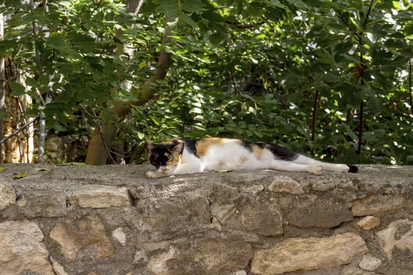 Bir Sonbahar Günü Eski Bir Taş Duvar Yakın Çekim Üzerinde — Stok fotoğraf