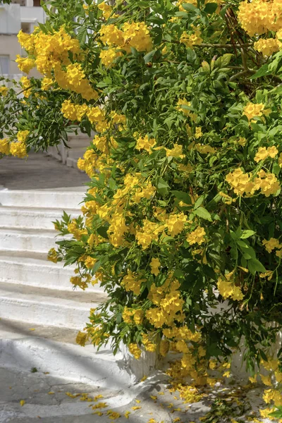 Растение Tecoma Stans Растет Цветет Городе Солнечный Осенний День — стоковое фото