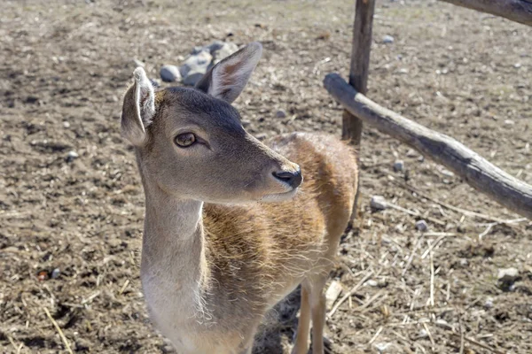 Beige, cute, beautiful deer (female) close-up (Greece) on the farm, side view.