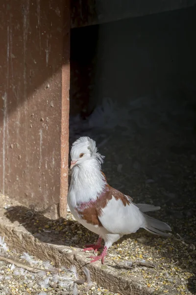 Reinrassige Schöne Kunterbunte Taube Nahaufnahme Einem Käfig Einem Zoologischen Park — Stockfoto