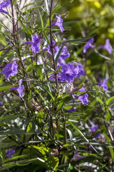 城市装饰 在公园阳光明媚的一天 一株紫罗兰花 Ruellia 单纯形 的植物在花坛中生长和开花特写 — 图库照片