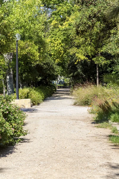 Decoração Cidade Footpath Plantas Cresce Floresce Close Canteiro Flores Dia — Fotografia de Stock