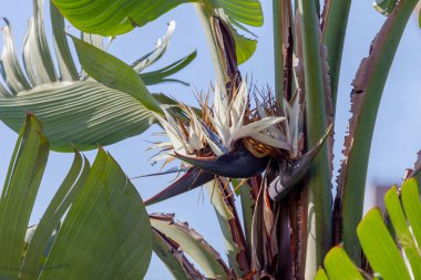 Muz ağacı (Musa) karşı bir sonbahar günü gökyüzü yakın çekim güzel, çiçek açan çiçek