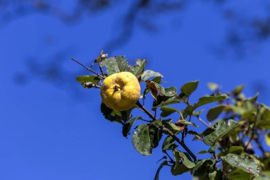 Agriculture. Ripening, yellow quince (Cydonia) hanging on a branch close-up on a sunny autumn day clipart