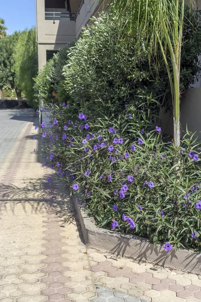 Decoración Ciudad Una Planta Con Flores Violetas Ruellia Simplex Crece —  Fotos de Stock