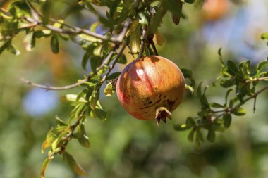 Tarım. Olgunlaşma, güneşli bir sonbahar gününde bir şube yakın çekim asılı kırmızı nar