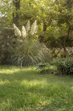 Kentsel peyzaj tasarımı. Bitki büyür ve yakın çekim bir çiçek yatakta parkta bir sonbahar, güneşli günde çiçek açar.