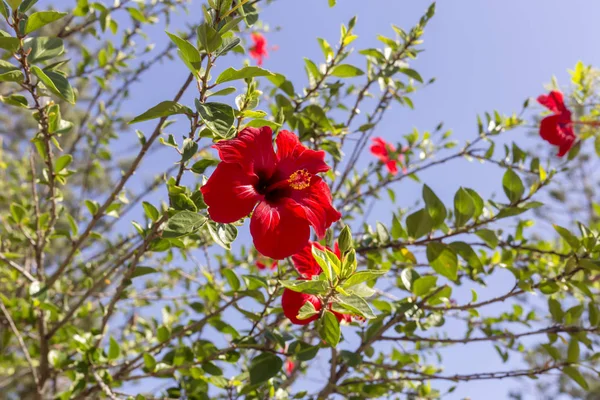 城市装饰 在公园里阳光明媚的日子里 一种有红花 的植物在花坛上生长和开花 — 图库照片