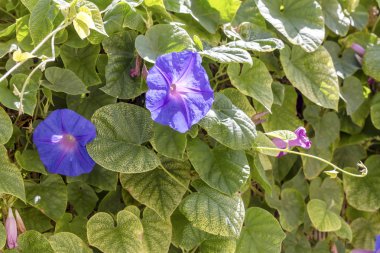 Sonbahar, güneşli gün içinde bitki (Convolvulus) yakın çekim bahçe çit