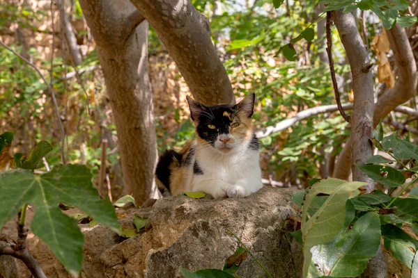 Gato Hermoso Tres Colores Una Vieja Pared Piedra Cerca Día — Foto de Stock