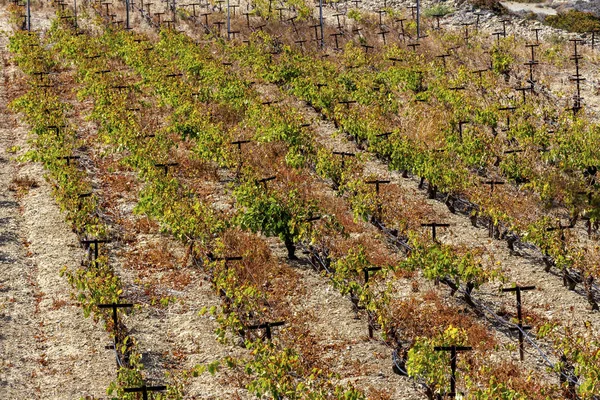 Terrenos Agrícolas Filas Uvas Día Otoño Después Cosecha Grecia —  Fotos de Stock