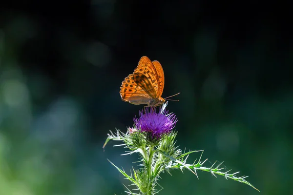 Beautiful Elegant Bright Butterfly Silver Washed Fritillary Argynnis Paphia Sitting — Stock Photo, Image