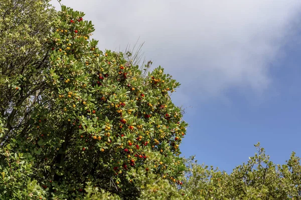 Полуничне Дерево Ягодами Росте Цвіте Гірському Лісі Крупним Планом Осінній — стокове фото