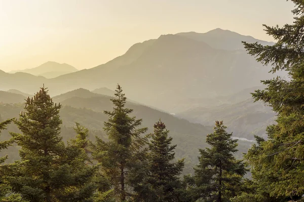 Koniler Ile Büyük Çam Ağaçları Yetişir Dağları Yakın Çekim Bölge — Stok fotoğraf