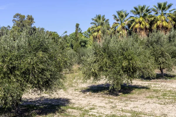 Agriculture. Olive trees with fruits grow and ripen on a sunny, autumn day (Crete, Greece).