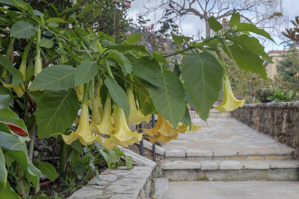 Brugmansia aurea (Brugmansia aurea) с крупными желтыми цветками, растущими осенью крупным планом в саду в пасмурную погоду
