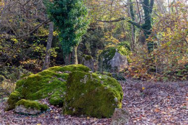 Manzara. Akşam ışığı çınar ağaçlarının düşen yapraklar ile sonbahar orman