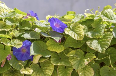 Sonbahar, güneşli gün içinde bitki (Convolvulus) yakın çekim bahçe çit