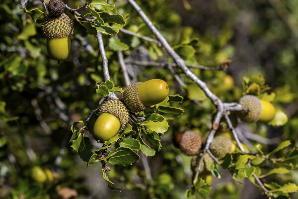 Kermes oak (Quercus coccifera) - вечнозеленый кустарник, произрастающий в Средиземноморском бассейне. Желуди и листья
.