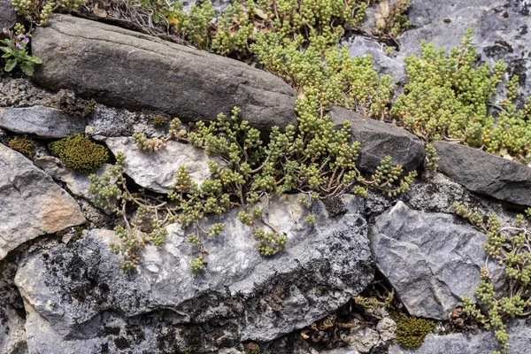 Planta Subdimensionada Medicinal Silvestre Sedum Álbum Crece Las Rocas Día —  Fotos de Stock