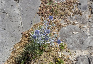 (Eryngium amethystinum) bitki büyür ve yaz yakın çekim dağlarında çiçek açar