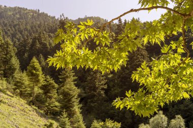 Çınarı (Platanus) güneş ışınlarının köknar orman ve mountainson arka planı bir güneşli yaz günü büyür..