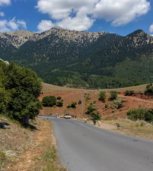 Goats Shepherd Roadway Mountains Summer Sunny Day Achaea Greece Peloponnese — Stock Photo, Image