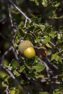 Kermes meşesi (Quercus coccifera) Akdeniz havzası için yerel bir yaprak dökmeyen çalı var. Meşe palamutları ve yaprakları detay.