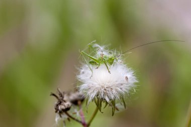 Bir bitki ile kabarık tohum yakın çekim bir bahar gününde oturan çekirge (Tettigonia cantans)