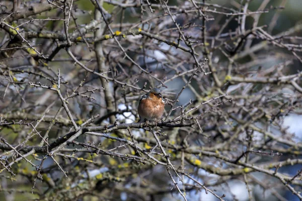 Pinzón Brillante Fringilla Coelebs Sienta Una Rama Bosque Invierno Cerca — Foto de Stock