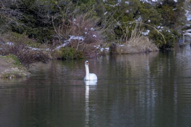 Kuğu bir dağ gölü Beletsi akşam soğuk kışın, (Yunanistan, Attica, dağlar Parnitha yüzüyor.)