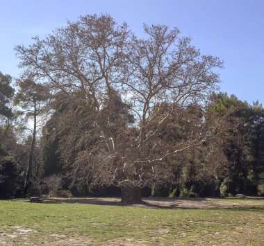 Büyük bir çınar (Yunanistan, Attica, dağlar Parnitha dağlarda kış ormandaki yeşil çim yetişen)