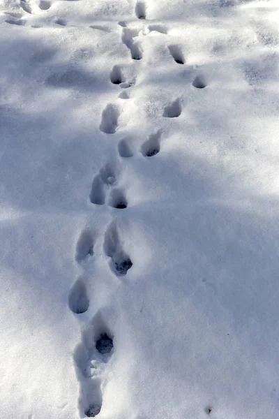 Path of animal tracks leaving on a sunny, frosty, winter day