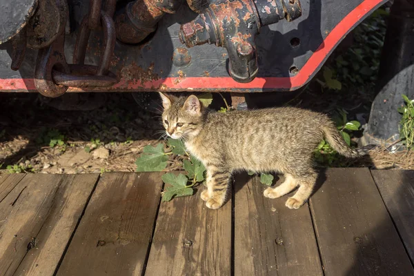 Portrait Jeune Chat Gris Moelleux Marchant Sur Plancher Bois Hiver — Photo