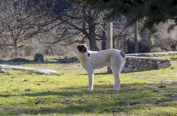 Beautiful Stray Homeless White Dog Brown Ears Standing Lawn Close — Stock Photo, Image