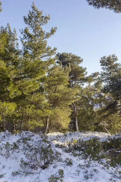 Pine forest and snow in the mountains (Greece) in the winter, cold evening