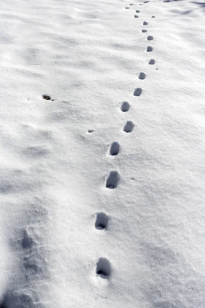 Path of animal tracks leaving on a sunny, frosty, winter day