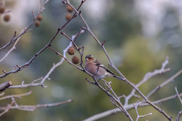 Pinson Lumineux Fringilla Coelebs Assis Sur Une Branche Dans Forêt — Photo